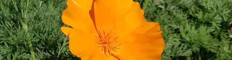 two orange California poppies